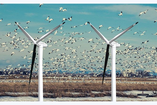 The impact of wind turbines development to birds