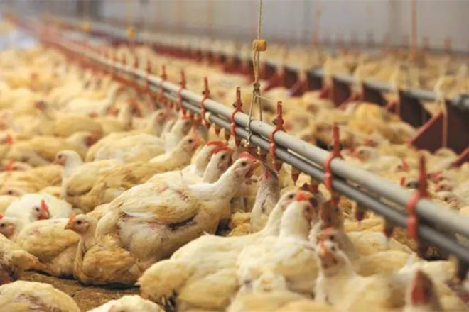 Rising Temperatures Claim Chicken Lives: Discover How OWELL Standby Diesel Gensets Ensure Power Continuity to Protect Peasant Households