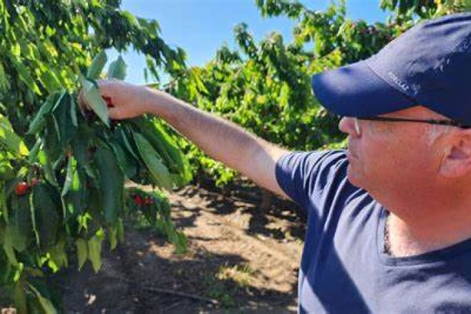 Climate Anomalies Impact Chilean Fruit Production, Raise Concerns for Latin American Agriculture