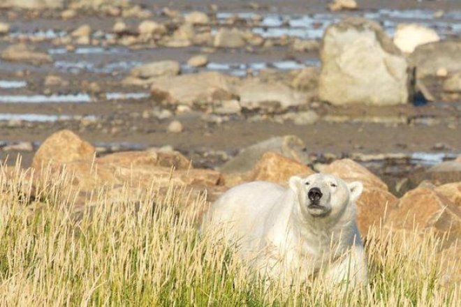 Unprecedented Greening of the Arctic: Climate Change Alters Landscape and Threatens Ecosystems